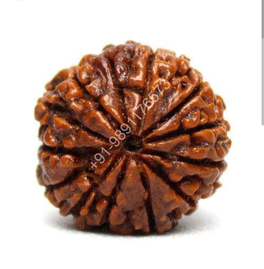 13 THIRTEEN FACE RUDRAKSH BEAD